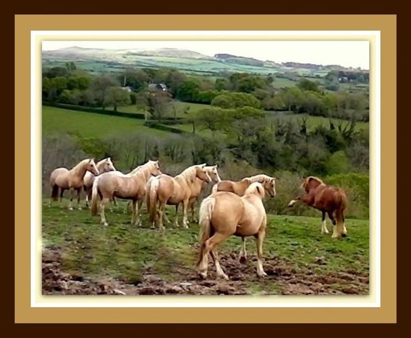 Sunshine my riding mare teaching the youngsters their manners.